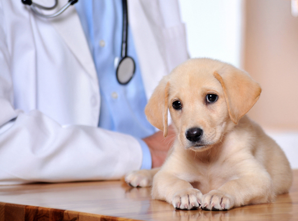 Milwaukie, OR Pet Clinic Insurance
